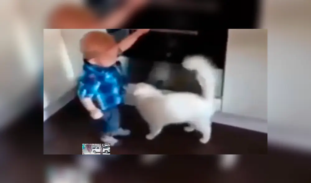 Facebook viral: preciso momento en que gato salva de morir a niño travieso que jugaba en cocina [VIDEO]