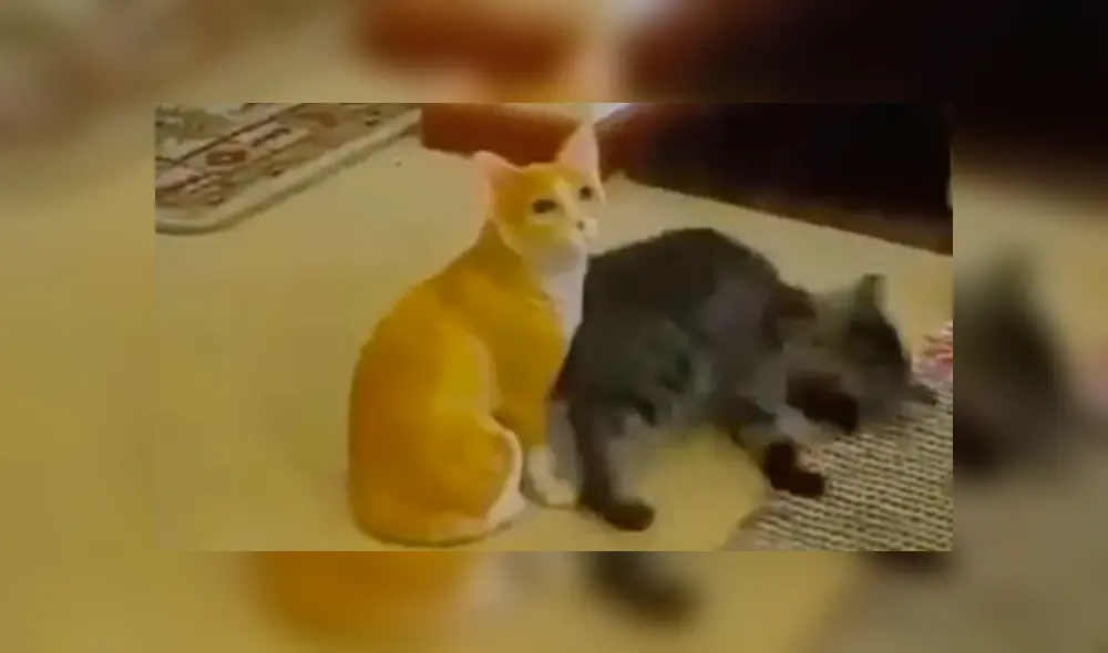 En YouTube, un joven compró un adorno en forma de gato para su casa y su mascota lo agarró para jugar. En YouTube, un joven compró un adorno en forma de gato para su casa y su mascota lo agarró para jugar.