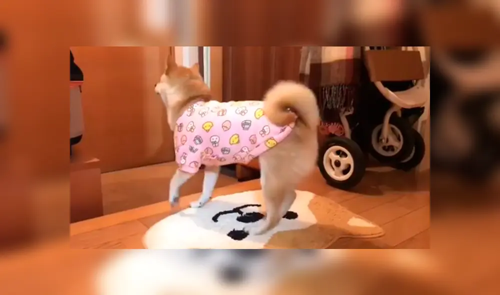 En Facebook, un perro se entusiasma de una manera peculiar cuando ve que su dueño regresó a su casa. En Facebook, un perro se entusiasma de una manera peculiar cuando ve que su dueño regresó a su casa.