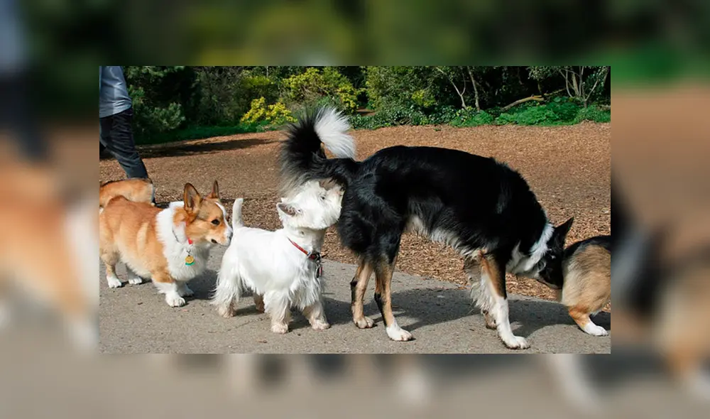 Entérate el motivo por el cual los perros suelen olfatear la cola de otros canes.