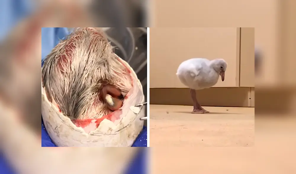 En Facebook, un pequeño flamingo cautivó con sus primeros pasos tras superar sus problemas al nacer. En Facebook, un pequeño flamingo cautivó con sus primeros pasos tras superar sus problemas al nacer.
