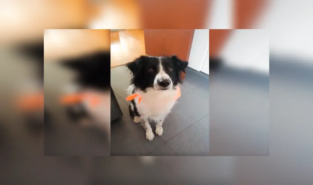 Desliza las imágenes para apreciar al tierno perro que obedeció las indicaciones de su dueña y asombró con su actitud. Desliza las imágenes para apreciar al tierno perro que obedeció las indicaciones de su dueña y asombró con su actitud.