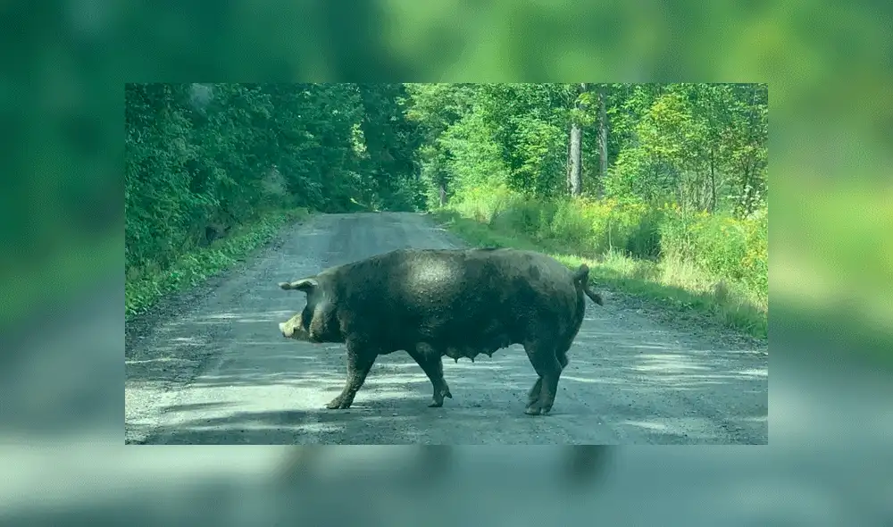 250 cerdos escapan de granja y dueño utiliza hot dogs para atraparlos [VIDEO]