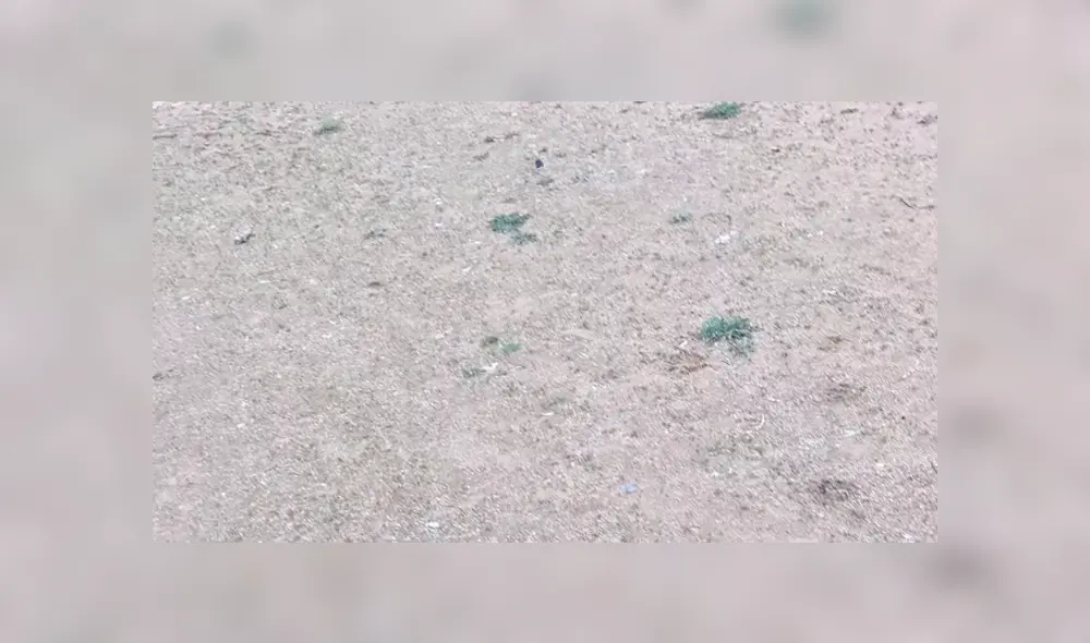 Mediante YouTube se hizo viral el momento en que un ratón es atrapado por un halcón mientras era liberado.