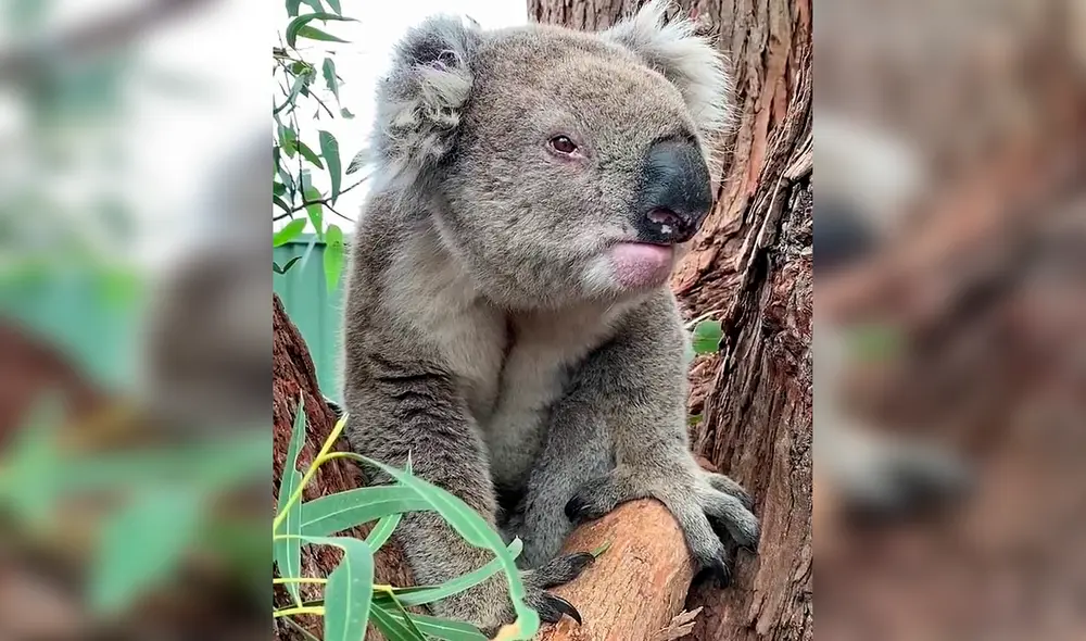 Facebook - koalas - viral