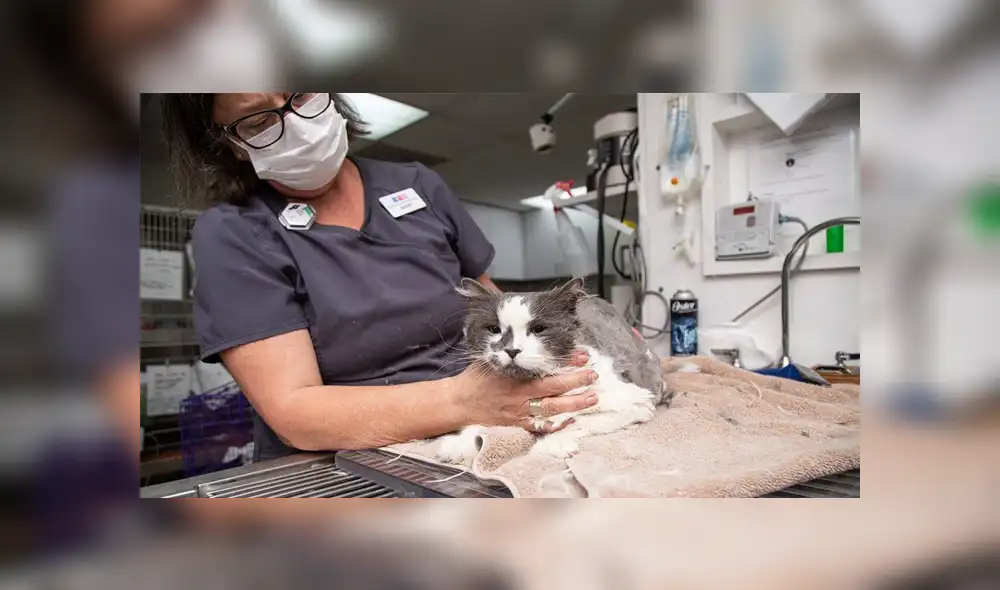 Mediante Facebook se hizo viral la historia de un gato rescatado, el cual lucía irreconocible.