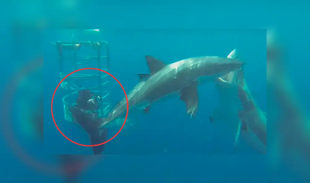 YouTube viral: arriesgado buzo se topa con enfurecido tiburón blanco que defendía su territorio [VIDEO]