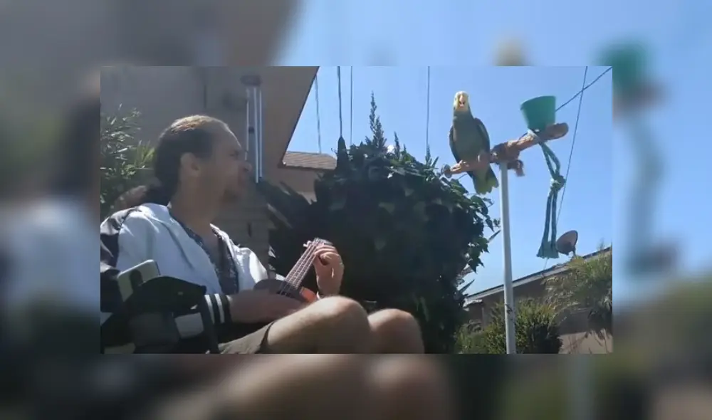 Video es viral en Facebook. Joven se sentó junto al ave para tocar su ukelele, sin imaginar que esta se contagiaría de la melodía de su canción. Fotocaptura: YouTube