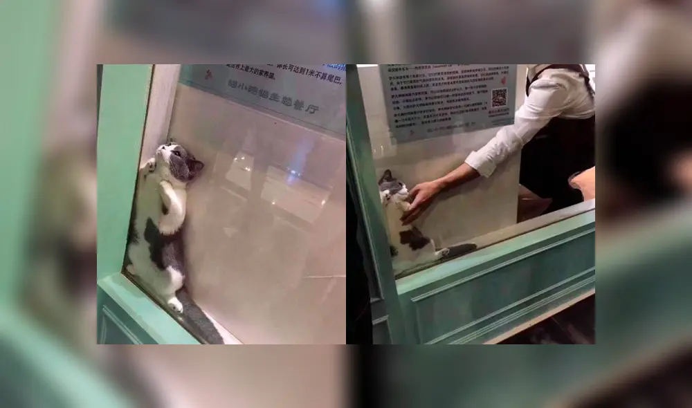 Facebook: Gato se vuelve viral por quedarse atrapado en vitrina de un local [FOTOS]