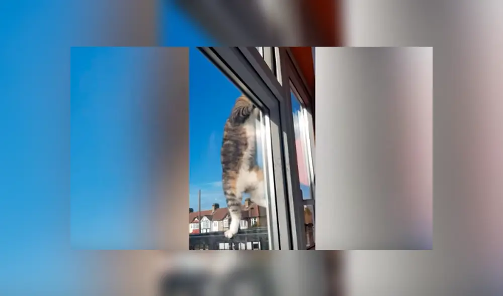 Desliza las imágenes para observar la travesura de un gato tras aprovechar la ausencia de su dueña. Desliza las imágenes para observar la travesura de un gato tras aprovechar la ausencia de su dueña.