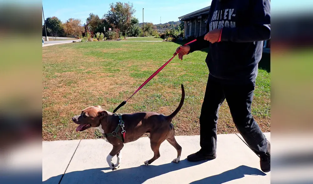 Desliza las imágenes para apreciar el conmovedor momento en que un hombre volvió a ver a su perro. Foto: Captura de Facebook