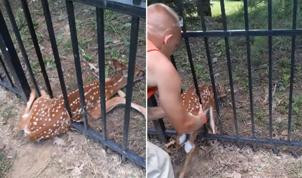 Desliza hacia la izquierda para ver más imágenes sobre este hecho que es viral en redes sociales. Foto: captura de YouTube