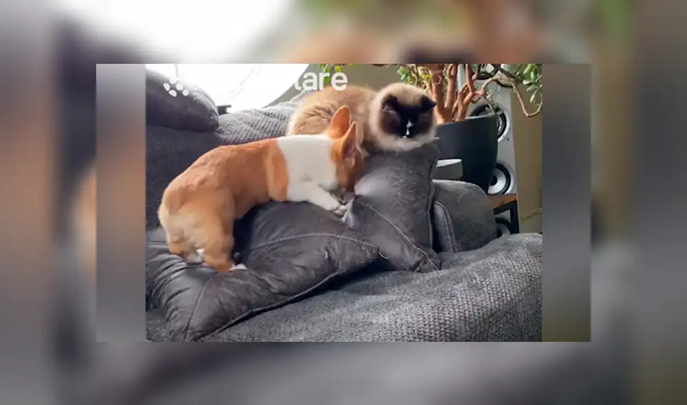 Desliza hacia la izquierda para ver las imágenes del viral de YouTube.