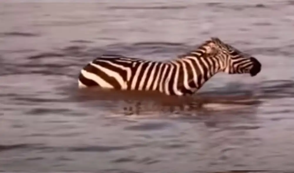 La cebra logró llegar a la orilla pese a los ataques de los cocodrilos. Foto: Captura/YouTube/Animal and Pet World
