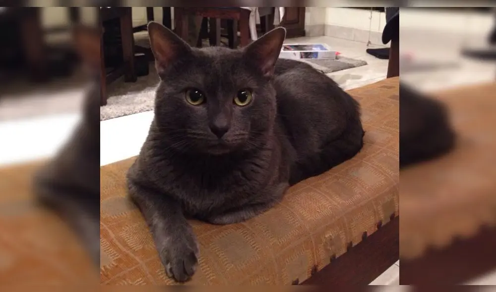 Pedro Suárez Vértiz conmueve a fans con trágica historia de su mascota [FOTOS]