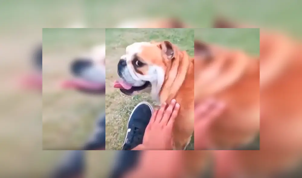 En Facebook, un joven le dijo ‘feo’ a su perro y no imaginó que su mascota lo iba atacar ferozmente. En Facebook, un joven le dijo ‘feo’ a su perro y no imaginó que su mascota lo iba atacar ferozmente.