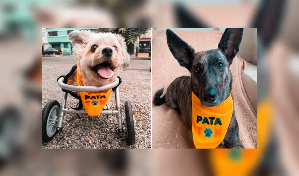 Patatón 2020 busca recolectar dos toneladas de alimentos. Foto: Composición/Facebook Patatón Patatón 2020 busca recolectar dos toneladas de alimentos. Foto: Composición/Facebook Patatón