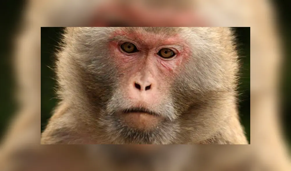 Facebook viral: madre macaco rompe en desgarrador llanto al creer que su bebé murió [FOTOS]