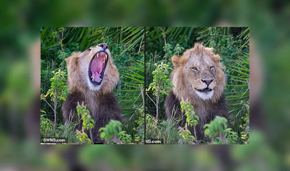 León que asusta a fotógrafo y luego sonríe se vuelve viral en Facebook. Foto: Green Sowerby