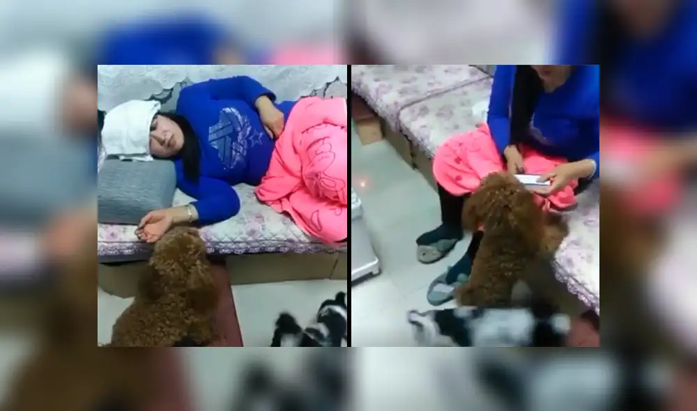 Facebook: mujer estaba enferma y su perro se hace cargo de ella como todo un doctor [VIDEO]
