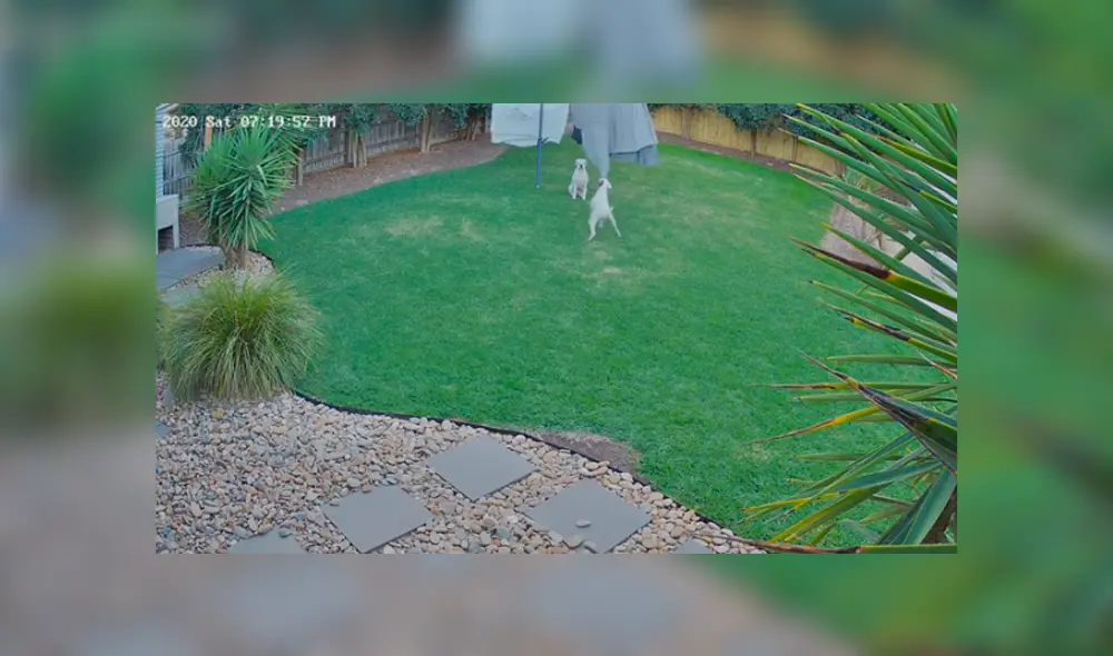 Desliza hacia la izquierda para ver lo que hicieron los perros. Imágenes del video viral de YouTube.