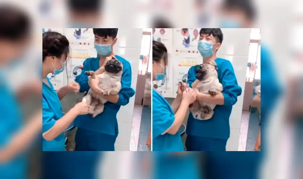 En Facebook, miles se han carcajeado al escuchar los escandalosos gritos de un perro pug cuando le cortaban las uñas. En Facebook, miles se han carcajeado al escuchar los escandalosos gritos de un perro pug cuando le cortaban las uñas.