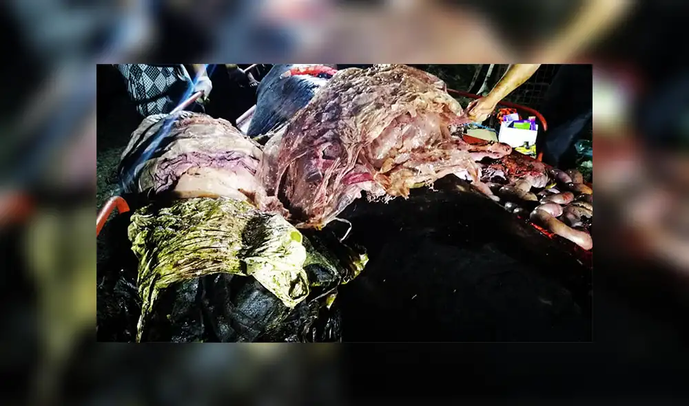 Ballena muere por tener 40 kilos de plástico en el estómago [FOTOS]