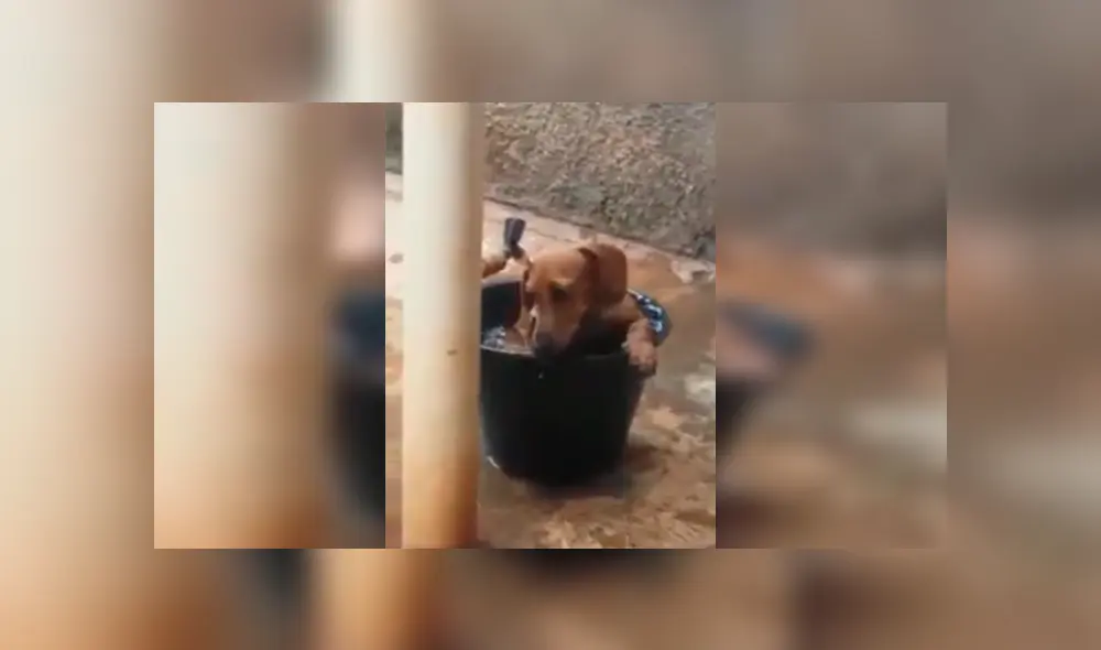 En Facebook, un perro aprovechó la ausencia de sus dueños para cometer sus travesuras en casa.