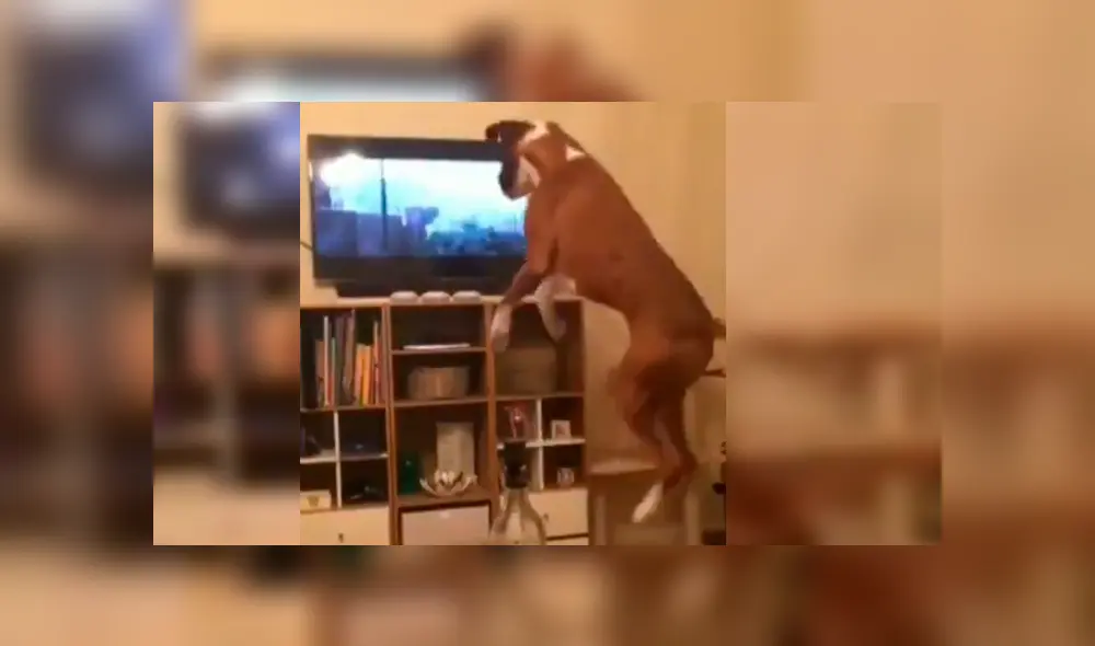 Video es viral en YouTube. El can protagonizó una divertida escena al ser captado imitando los grandes saltos del perro que aparece en la famosa cinta