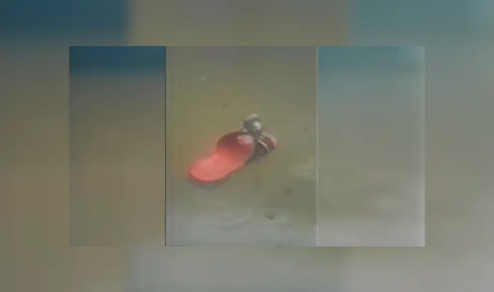 Video es viral en Facebook. La astuta táctica que usa el roedor para evitar su muerte ha sorprendido a más de uno en las redes