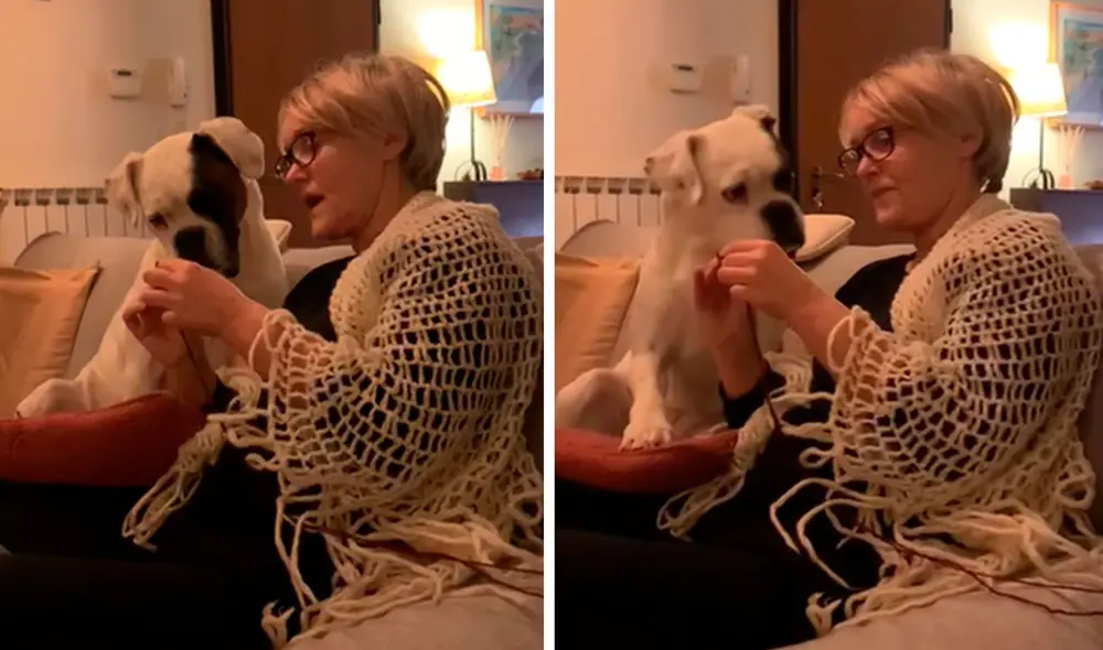 Desliza las imágenes para ver la curiosa acción de un perro cuando escuchó atento las indicaciones de su dueña. Foto: captura de TikTok