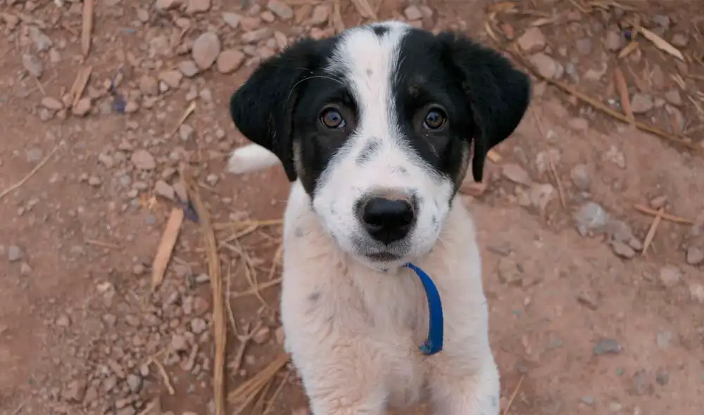 Desliza las imágenes para conocer a Bandit, el perrito que fue salvado en una carretera en Atenas. Foto: captura de YouTube Desliza las imágenes para conocer a Bandit, el perrito que fue salvado en una carretera en Atenas. Foto: captura de YouTube