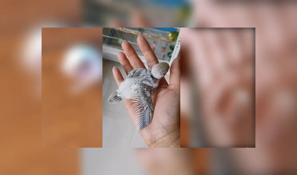 Desliza para ver el desenlace de este video viral publicado en YouTube. Foto: Captura.