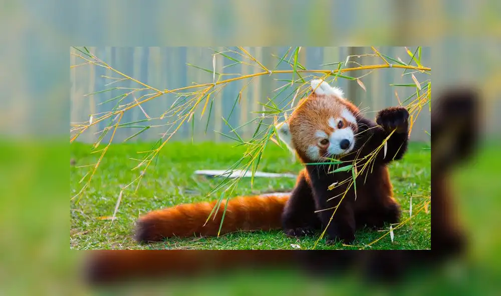 Panda rojo. Foto: difusión. Panda rojo. Foto: difusión.