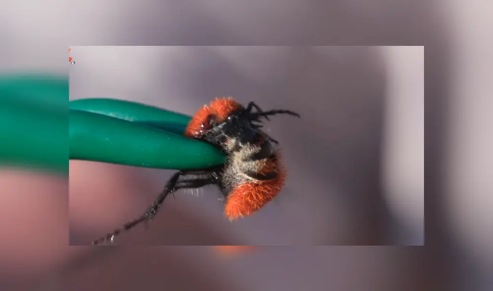 Desliza para ver los momentos más impactantes de este arriesgado experimento que se hizo viral en YouTube. Desliza para ver los momentos más impactantes de este arriesgado experimento que se hizo viral en YouTube.