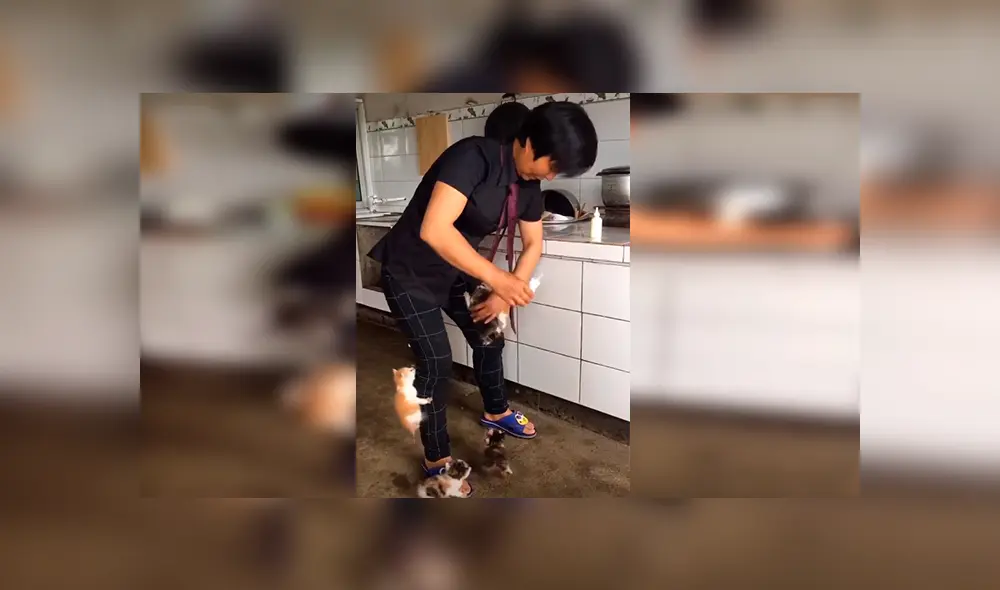 En Facebook, unos gatos hambrientos se subieron encima de su dueña para ‘exigir’ sus alimentos. En Facebook, unos gatos hambrientos se subieron encima de su dueña para ‘exigir’ sus alimentos.