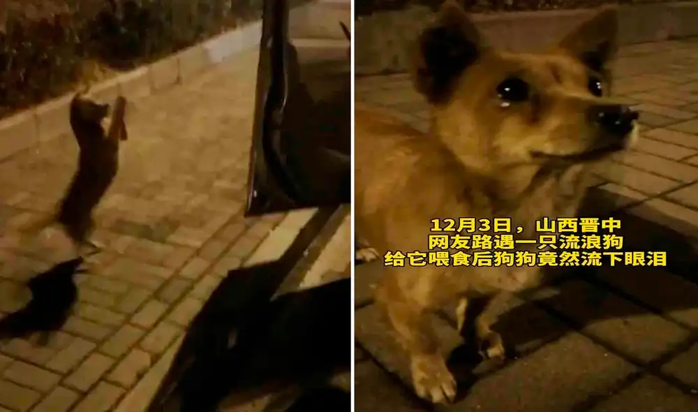 Desliza las imágenes para ver al tierno perrito llorando cuando recibió un poco de cariño. Foto: captura de Facebook