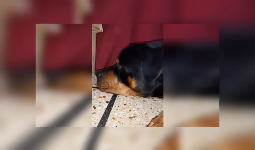 Desliza hacia la izquierda para ver más detalles del singular comportamiento de este can. (Foto: captura / TikTok)