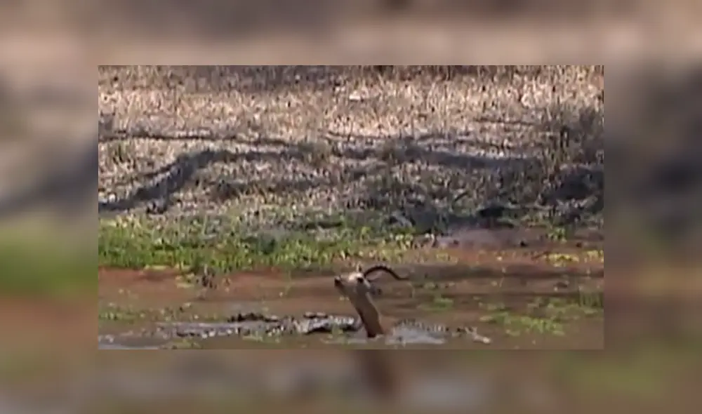 Desliza hacia la izquierda para ver las imágenes del viral de YouTube. Foto: Captura. Desliza hacia la izquierda para ver las imágenes del viral de YouTube. Foto: Captura.