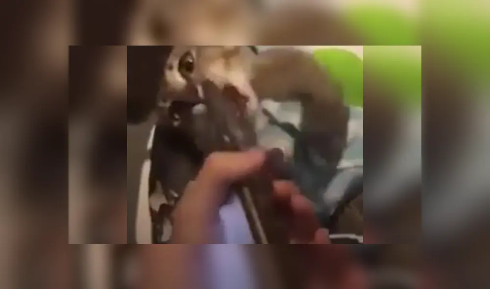 Desliza las imágenes para ver más detalles sobre esta cómica escena que es viral en Facebook. Desliza las imágenes para ver más detalles sobre esta cómica escena que es viral en Facebook.