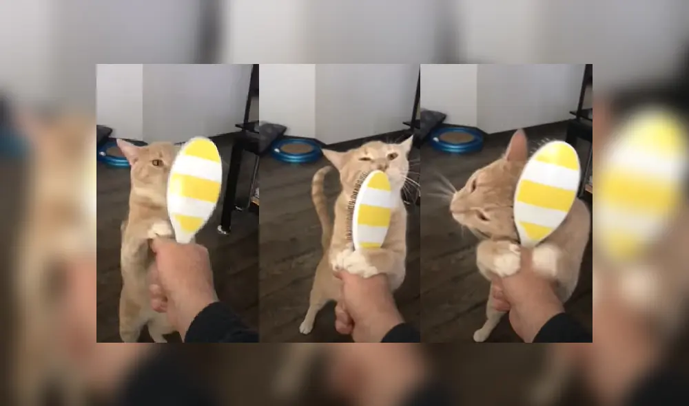 Desliza hacia la izquierda para ver más fotos del tierno felino que aprendió a cepillarse solo el cabello. Desliza hacia la izquierda para ver más fotos del tierno felino que aprendió a cepillarse solo el cabello.