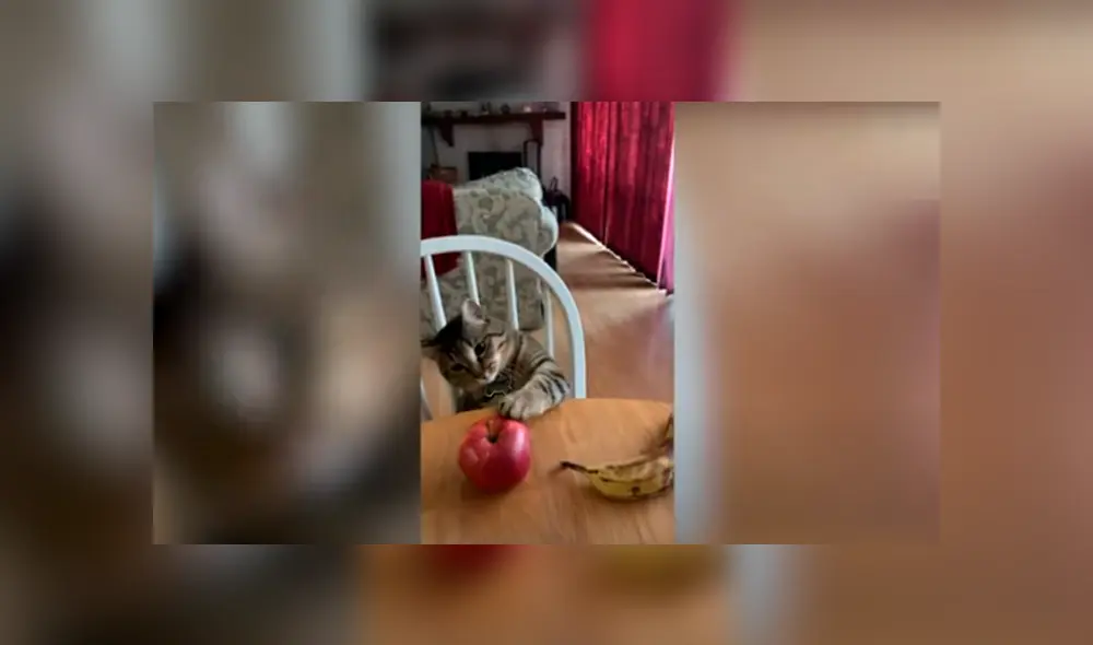 Desliza las imágenes para conocer las habilidades de un gato al cumplir con los desafíos creados por su dueña.