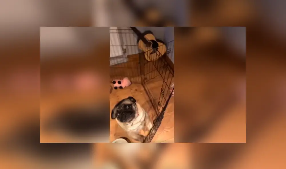 Desliza las imágenes para observar la inesperada reacción de un perro para llamar la atención de su dueña.