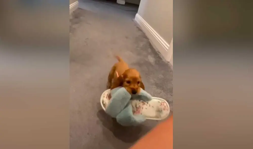 Desliza las imágenes para ver la curiosa escena que protagonizó este pequeño perro al escuchar que su dueña llegó a casa. Foto: captura de TikTok/@jessicathompson871 Desliza las imágenes para ver la curiosa escena que protagonizó este pequeño perro al escuchar que su dueña llegó a casa. Foto: captura de TikTok/@jessicathompson871