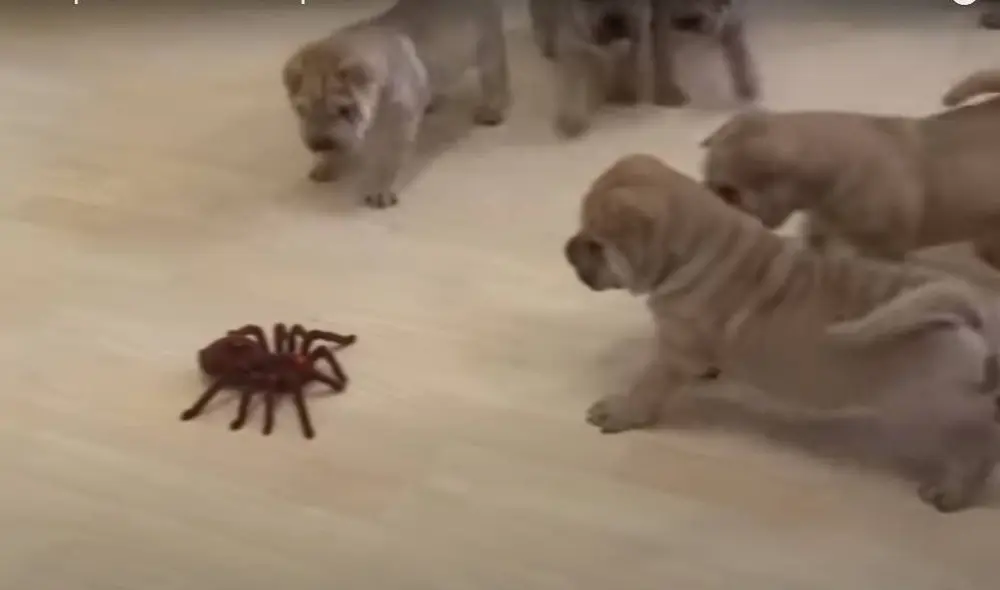 Los cachorros reaccionaron de distintas maneras. Foto: YouTube/Captura/Rumble Viral
