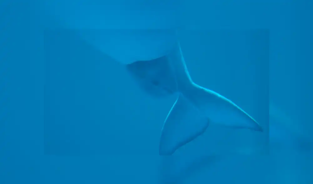 Desliza para ve las mejores imágenes de la cría de Bella. Foto: Shedd Aquarium Desliza para ve las mejores imágenes de la cría de Bella. Foto: Shedd Aquarium
