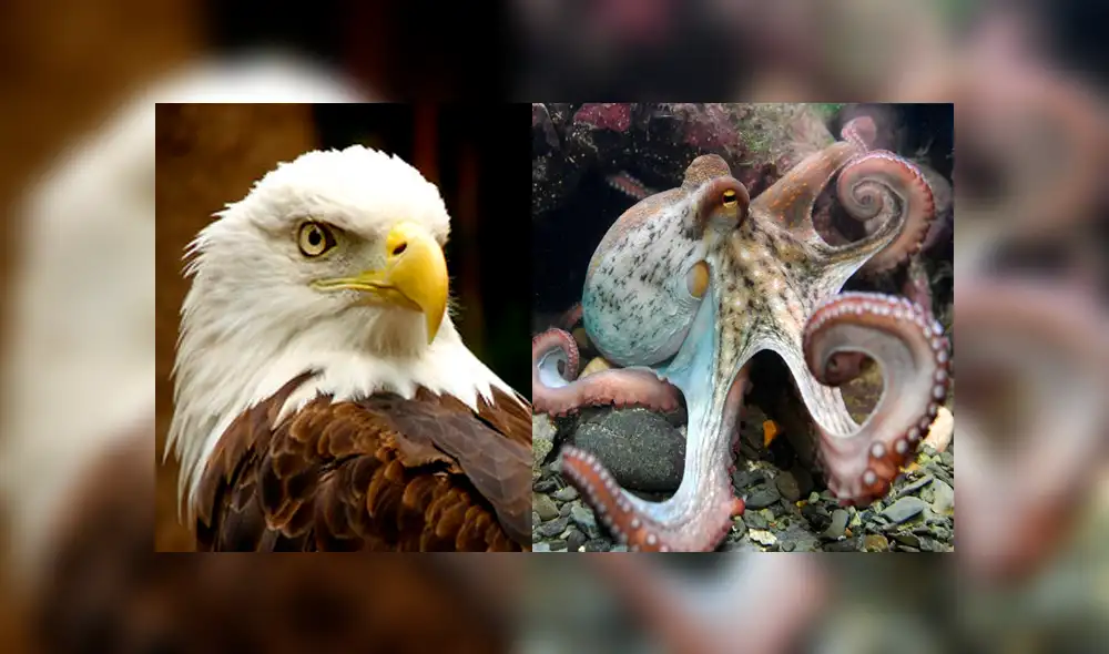 Desliza para ver los detalles de este video viral de YouTube. Foto: Captura. Desliza para ver los detalles de este video viral de YouTube. Foto: Captura.