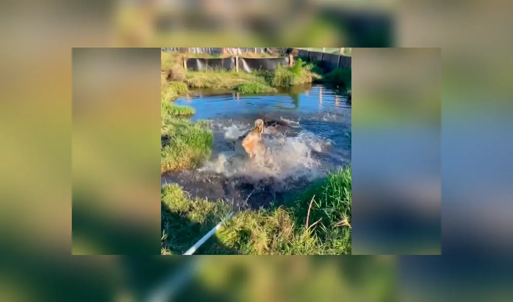 Desliza hacia la izquierda para ver la reacción del cocodrilo a un grupo de jóvenes. El video es viral en YouTube. Desliza hacia la izquierda para ver la reacción del cocodrilo a un grupo de jóvenes. El video es viral en YouTube.