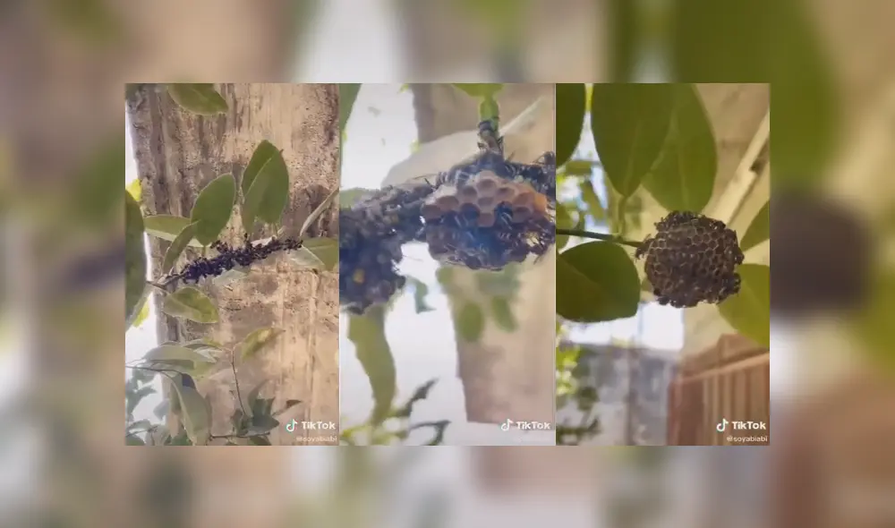 Desliza para ver el desenlace de este video viral de TikTok. Foto: Captura.