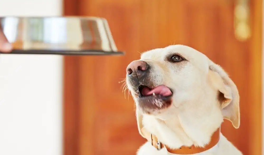 Por instinto, los perros defienden su plato de comida pese a que esté vacío, pues forma parte de su territorio. Foto: Comoeducarauncachorro.com